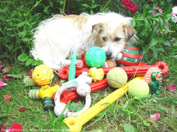 Photo de Jack russell terrier