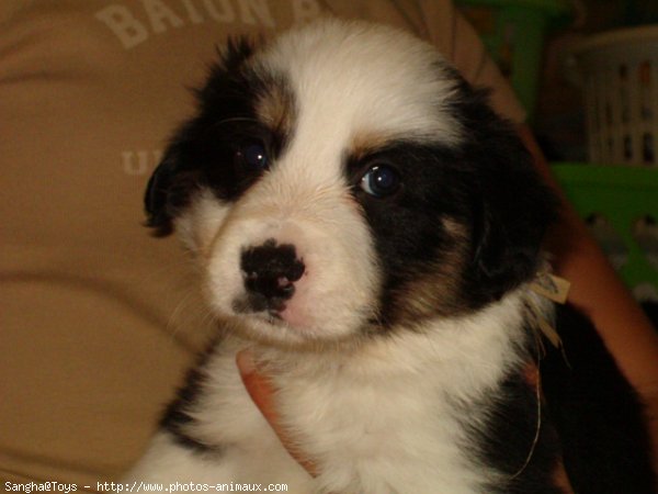 Photo de Border collie