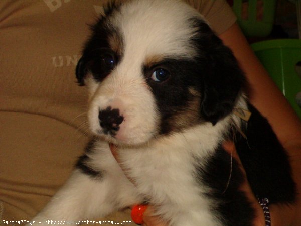 Photo de Border collie