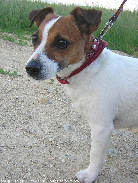 Photo de Jack russell terrier