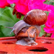 Photo d'Escargot