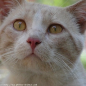 Photo de Chat domestique