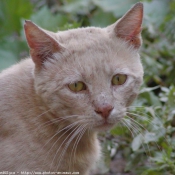 Photo de Chat domestique