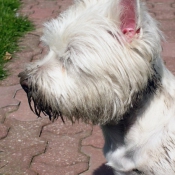 Photo de West highland white terrier