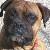 Photo de Boxer