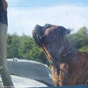 Photo de Boxer