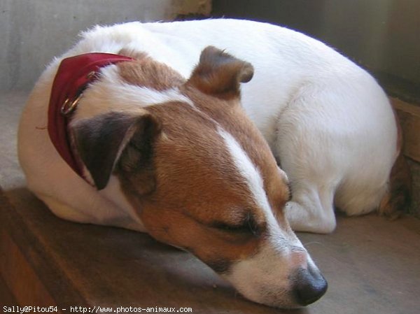 Photo de Jack russell terrier