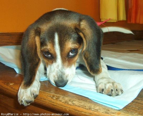 Photo de Beagle