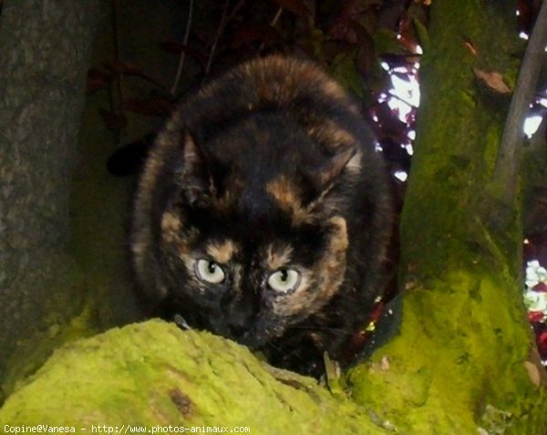 Photo de Chat domestique