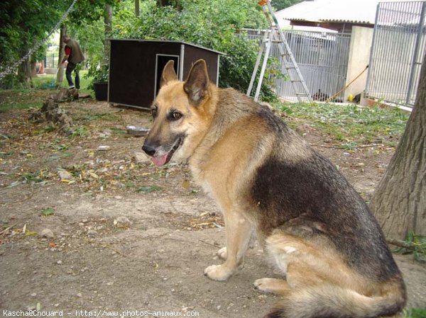 Photo de Berger allemand  poil court