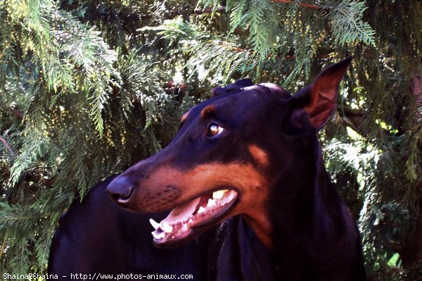 Photo de Dobermann