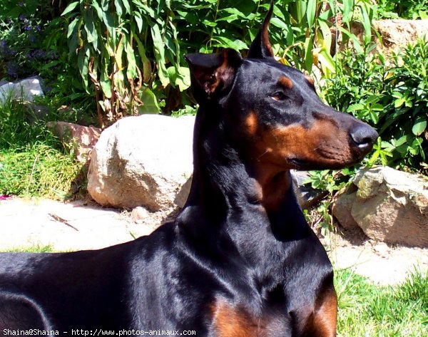 Photo de Dobermann