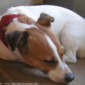 Photo de Jack russell terrier