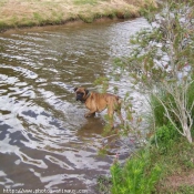 Photo de Boxer