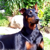 Photo de Dobermann