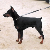 Photo de Dobermann