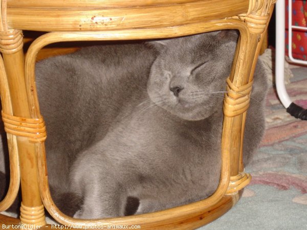 Photo de Chartreux