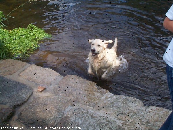 Photo de Golden retriever