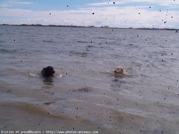 Photo de Races diffrentes