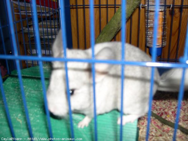 Photo de Chinchilla