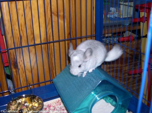 Photo de Chinchilla