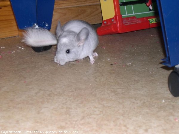 Photo de Chinchilla