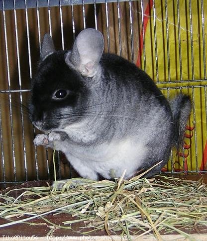 Photo de Chinchilla