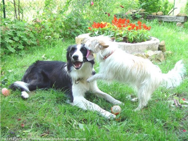 Photo de Jack russell terrier