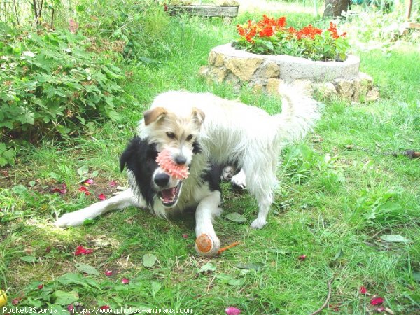 Photo de Jack russell terrier