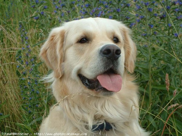 Photo de Golden retriever