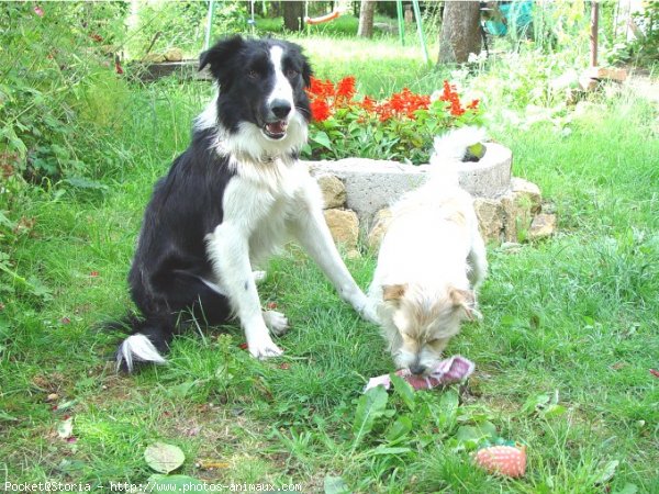 Photo de Jack russell terrier