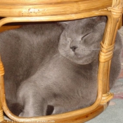 Photo de Chartreux