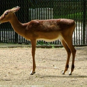 Photo d'Impala