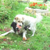 Photo de Jack russell terrier