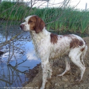 Photo d'Epagneul breton