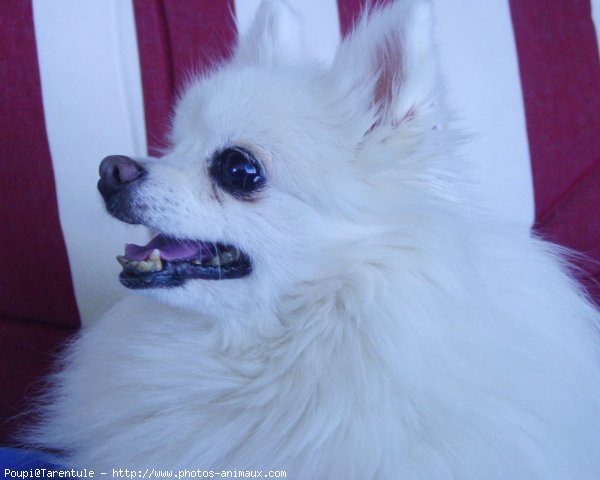 Photo de Spitz moyen