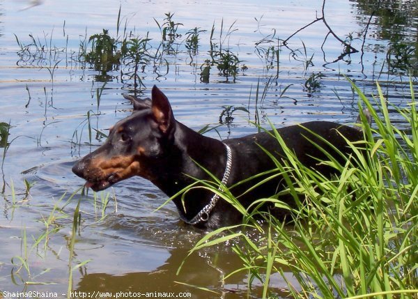 Photo de Dobermann