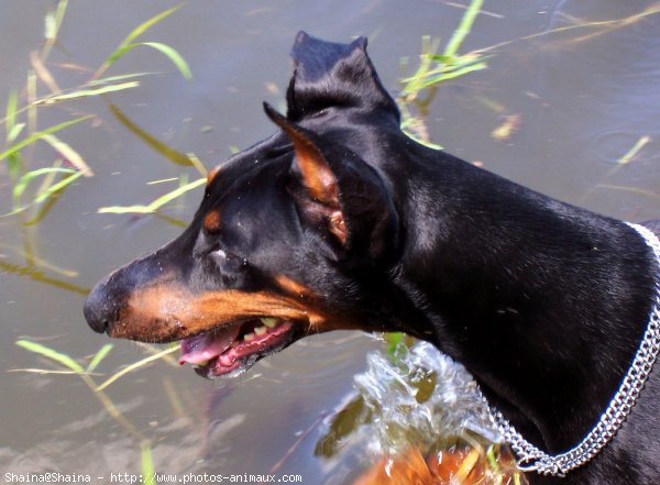 Photo de Dobermann