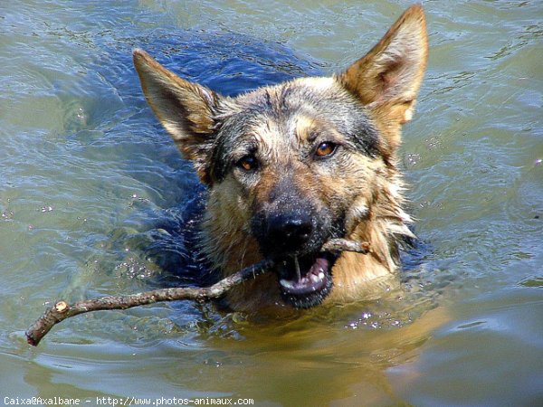 Photo de Berger allemand  poil court