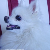 Photo de Spitz moyen