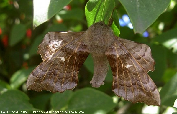 Photo de Papillon