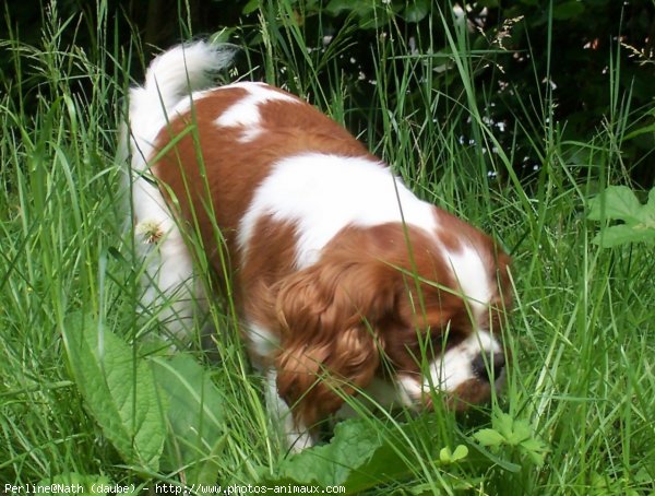 Photo de Cavalier king charles spaniel