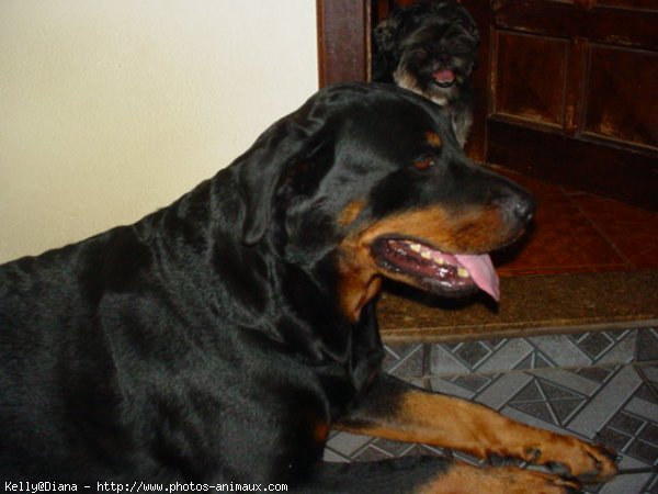 Photo de Rottweiler