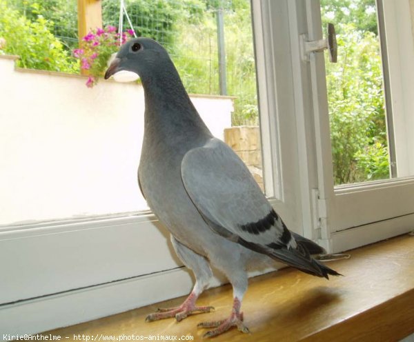 Photo de Pigeon