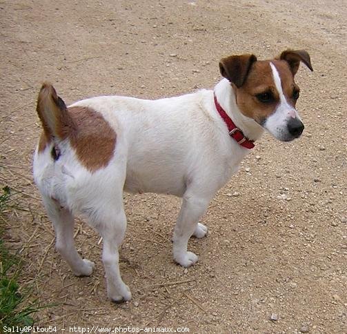 Photo de Jack russell terrier