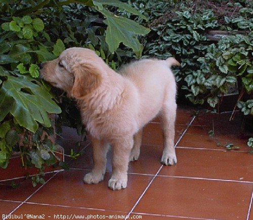 Photo de Golden retriever