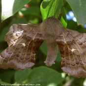 Photo de Papillon