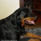 Photo de Rottweiler