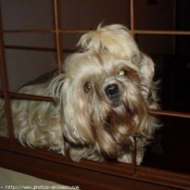 Photo de Lhassa apso