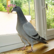 Photo de Pigeon